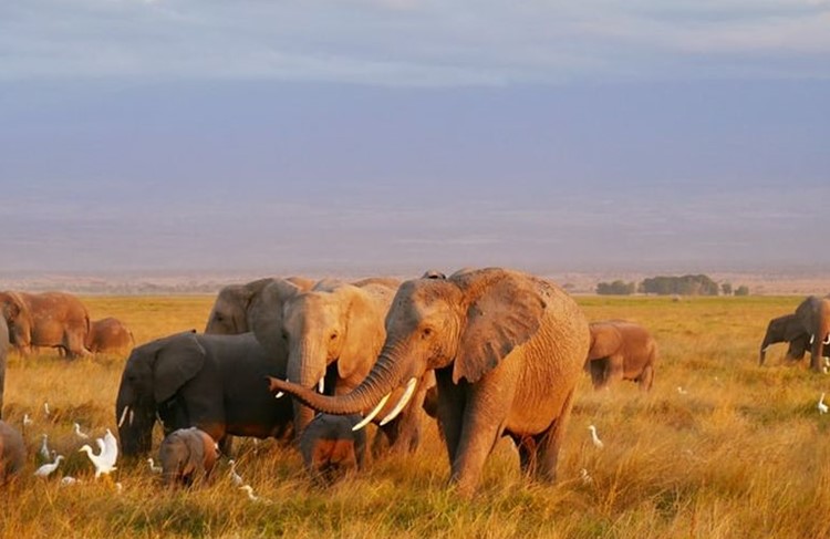 photo of Best of Southern Tanzania Drive-in Safari